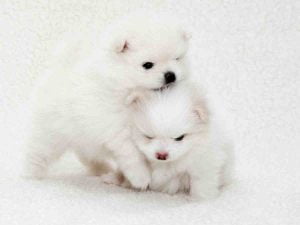 Adorable white Pomeranian puppies