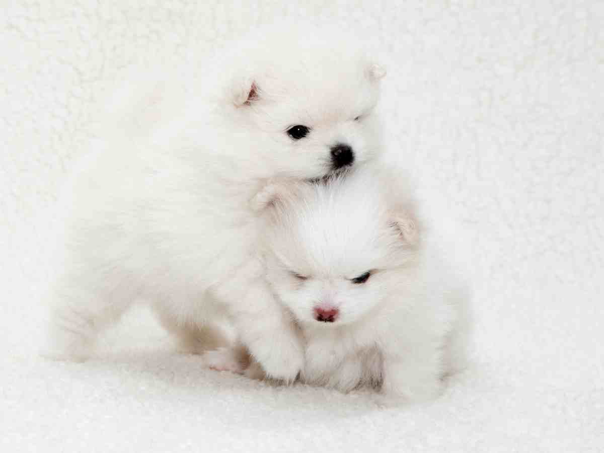 Adorable white Pomeranian puppies