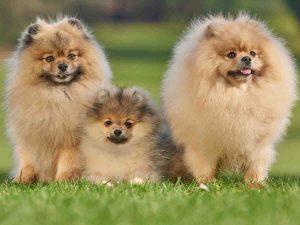 Pomeranian dog family, including puppy