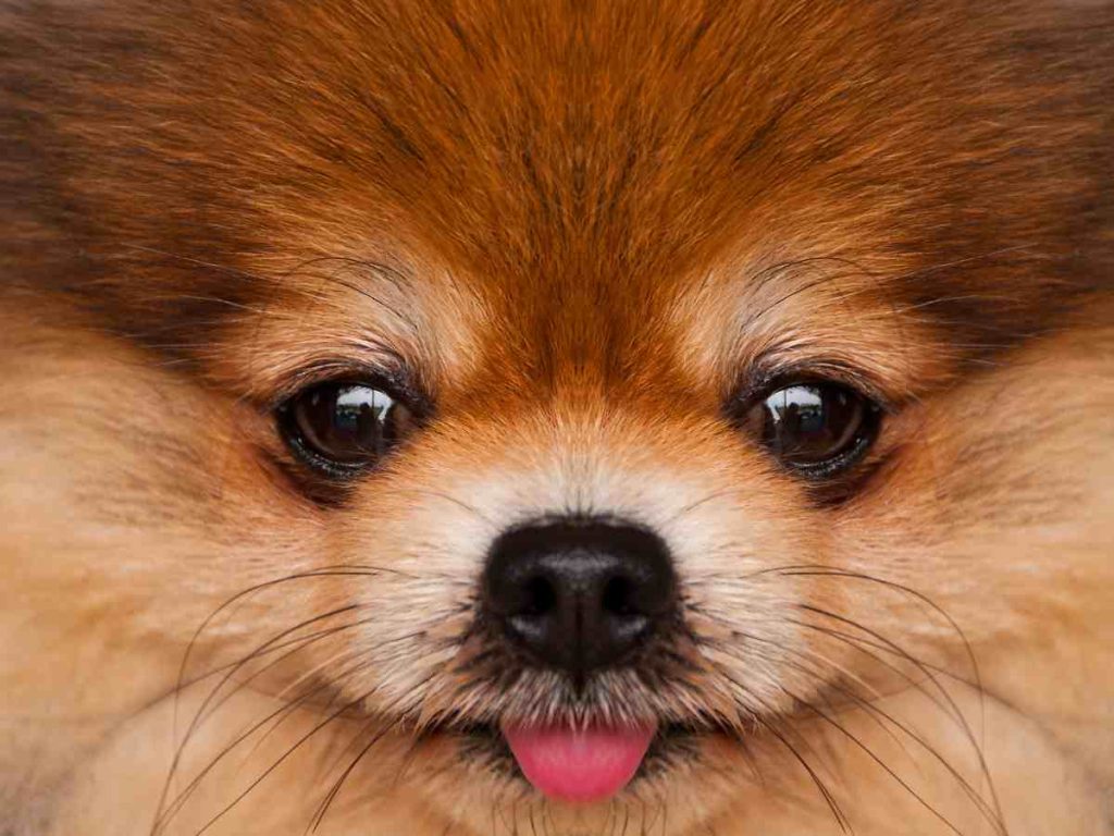 Pomeranian dog face