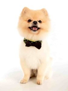 pomeranian puppy wearing a bowtie