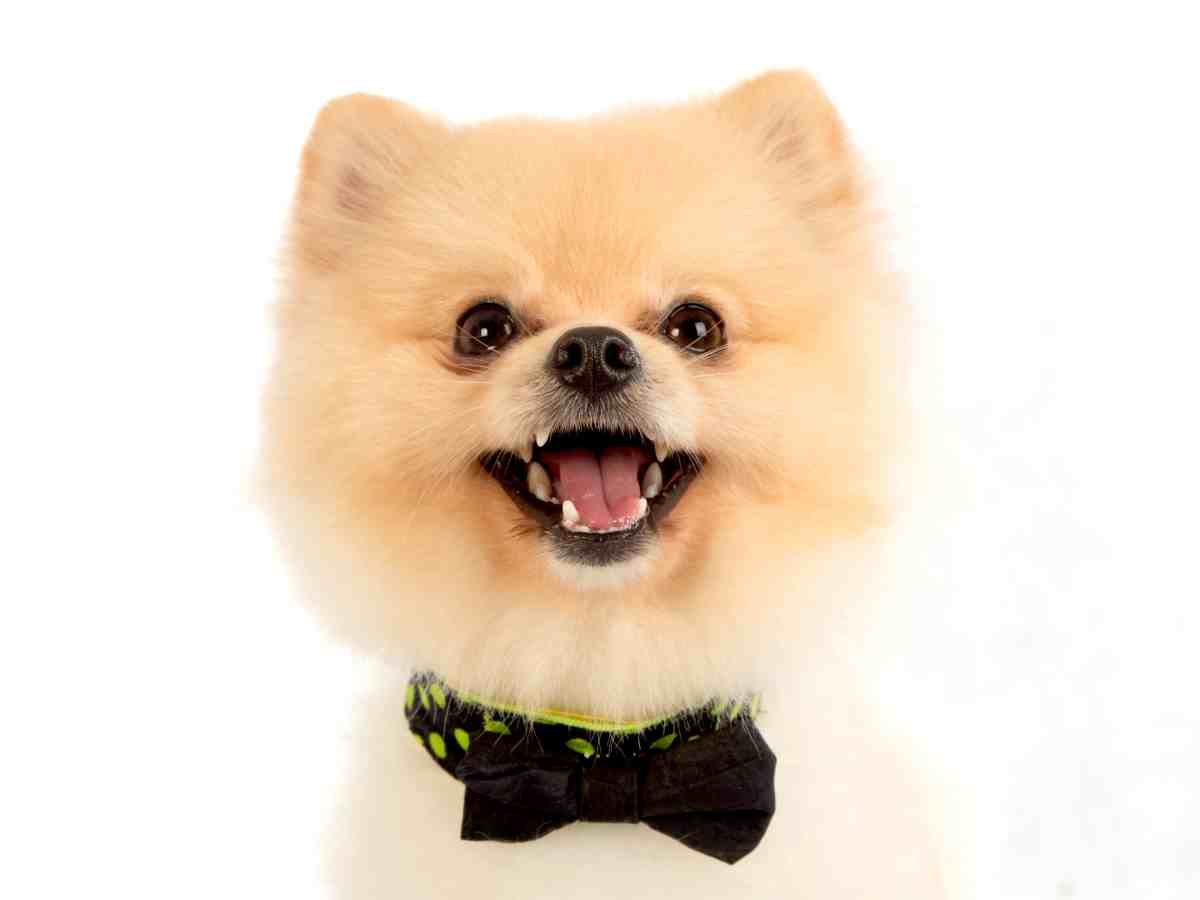 cute Pomeranian dog wearing a bowtie