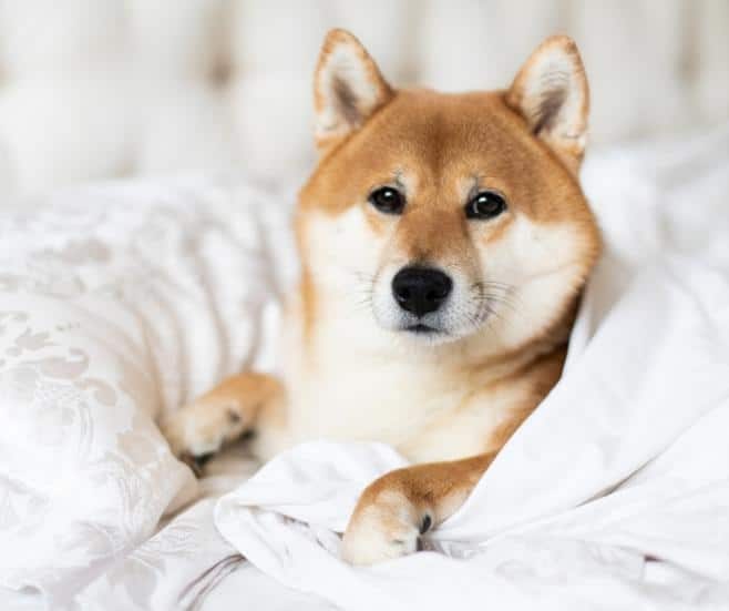 Shiba Inu dog breed photo