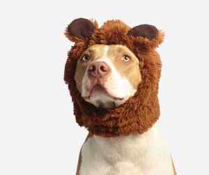 american pit bull terrier wearing a lion costume