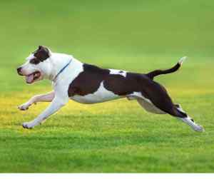 american pit bull terrier pitbull running