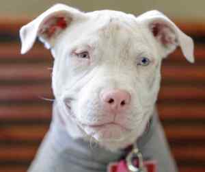 American pit bull terrier pitbull dog with a gray coat