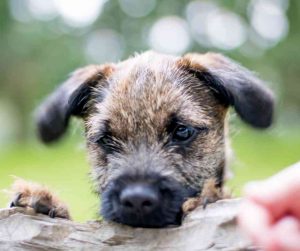 border terrier dog breed photo