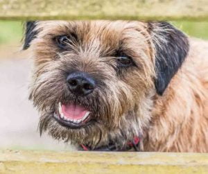 border terrier dog breed photo