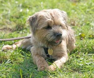 border terrier dog breed photo