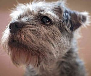 border terrier dog breed photo