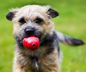 border terrier dog breed photo