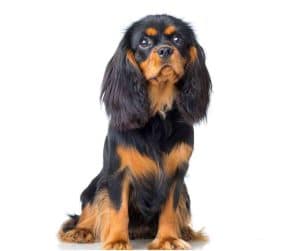 Cavalier King Charles Spaniel dog