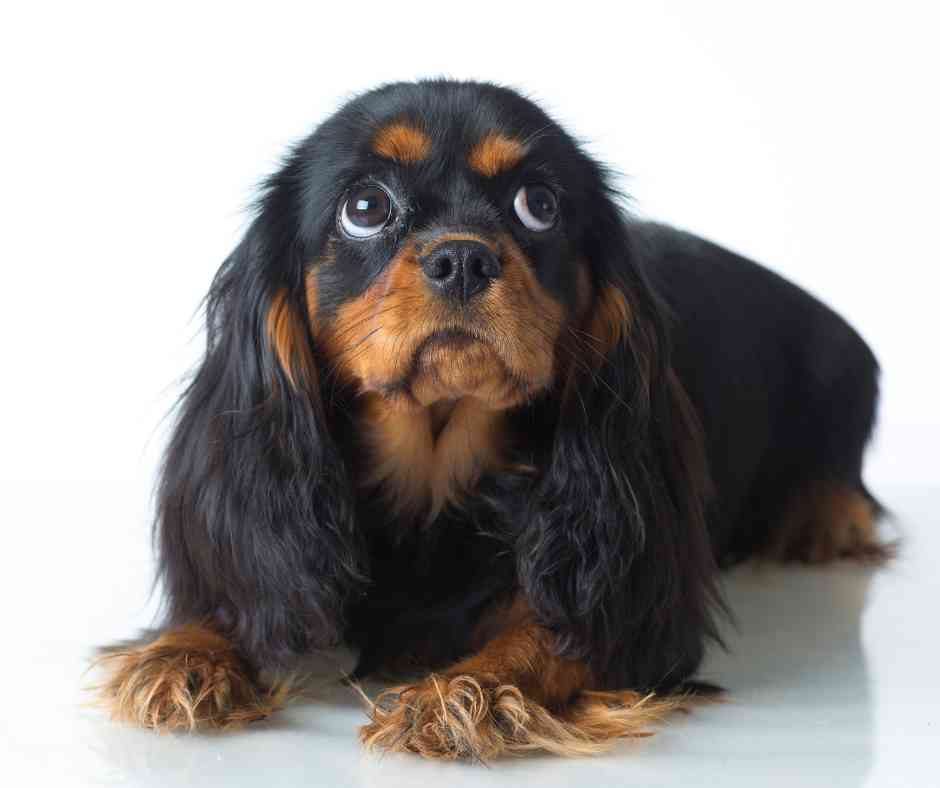 Cavalier king charles spaniel dog