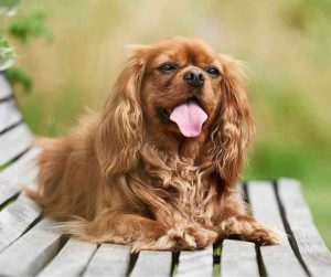 Cavalier King Charles Spaniel dog