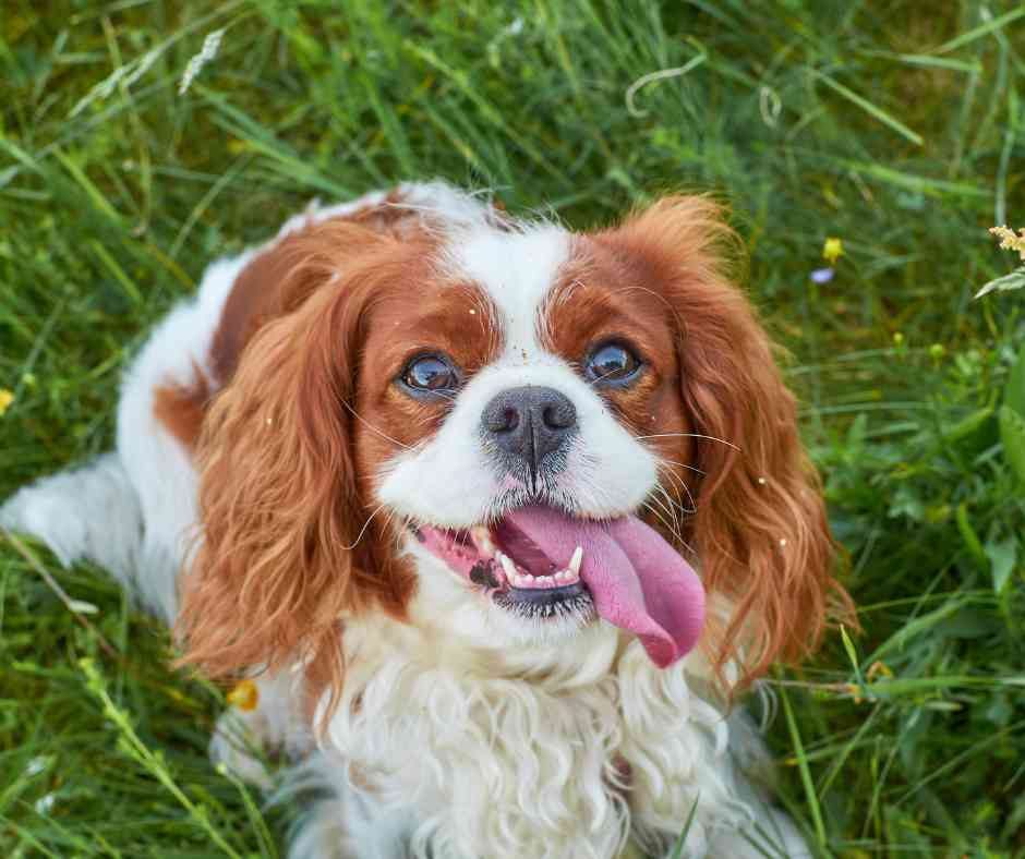 Cavalier King Charles Spaniel dog