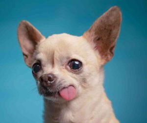 Chihuahua dog breed photo