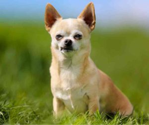 Chihuahua dog breed photo