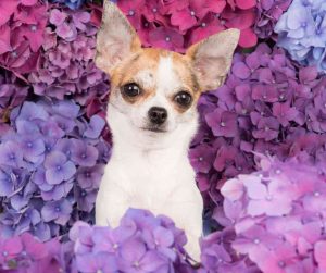 Chihuahua dog breed photo