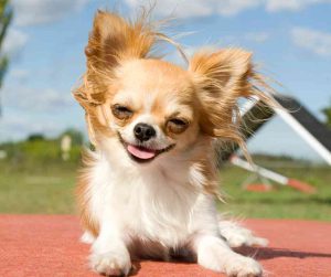 Chihuahua dog breed photo