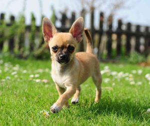 Chihuahua dog breed photo