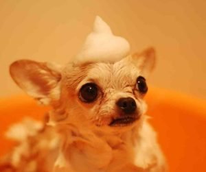 Chihuahua dog breed photo