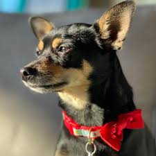 Chihuahua Miniature Pinscher Chipin dog breed