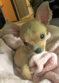 Chihuahua Miniature Pinscher Chipin dog breed