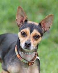 Chihuahua Miniature Pinscher Chipin dog breed