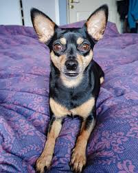 Chihuahua Miniature Pinscher Chipin dog breed