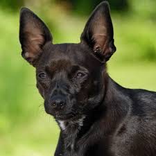 Chihuahua Miniature Pinscher Chipin dog breed