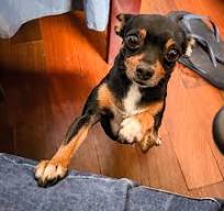 Chihuahua Miniature Pinscher Chipin dog breed