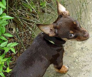 Chihuahua Dachshund mix Chiweenie dog