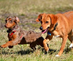 Chihuahua Dachshund mix Chiweenie dog