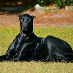 Doberdane doberman pinscher and great dane mix dog