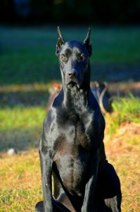 Doberman pinscher great dane mix dog