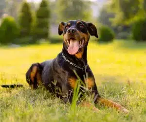 photo of a doberman pinscher dog sitting in a field outdoors.