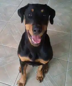 Doberman pinscher rottweiler mix doberweiler rotterman dog