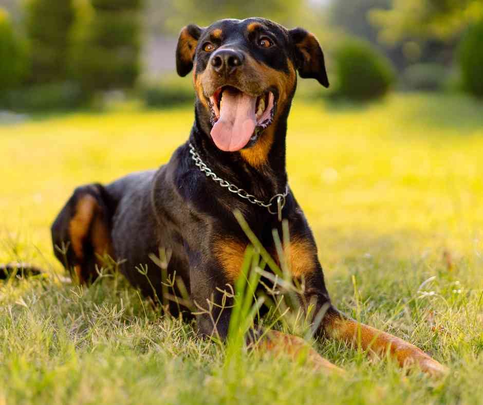 Doberman Pinscher dog photo