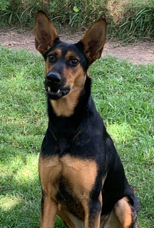 Doberman Shepherd dog