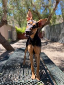 Doberman shepherd doberman pinscher and german shepherd mix dog