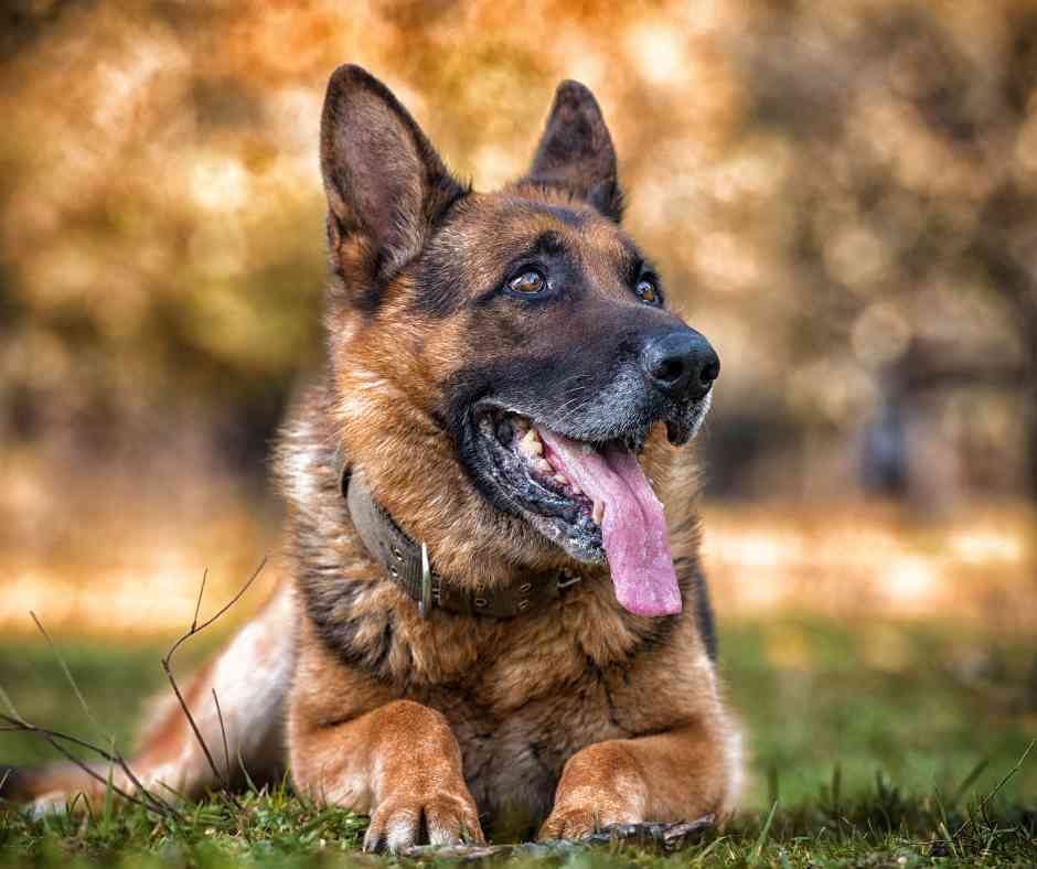 german shepherd dog photo