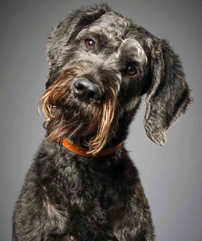 Giant Schnauzer dog photo