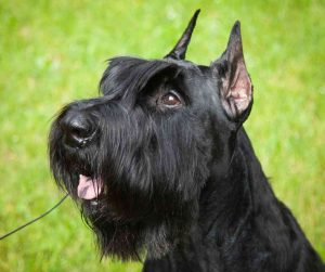 Giant Schnauzer dog photo