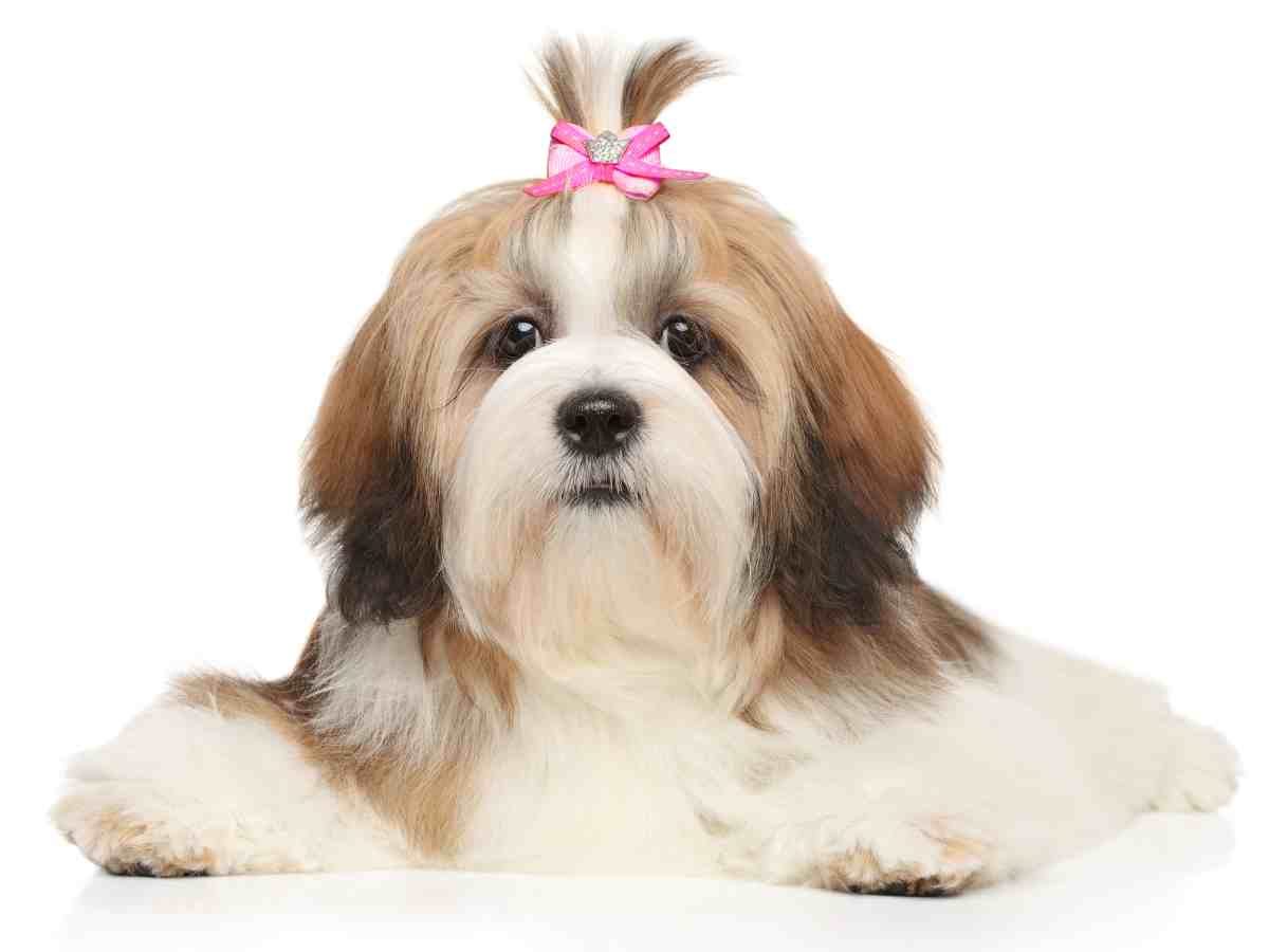 Lhasa apso dog