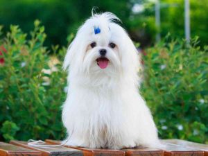 maltese puppy photo