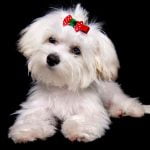 cute white maltese puppy with red bow