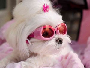 maltese dog