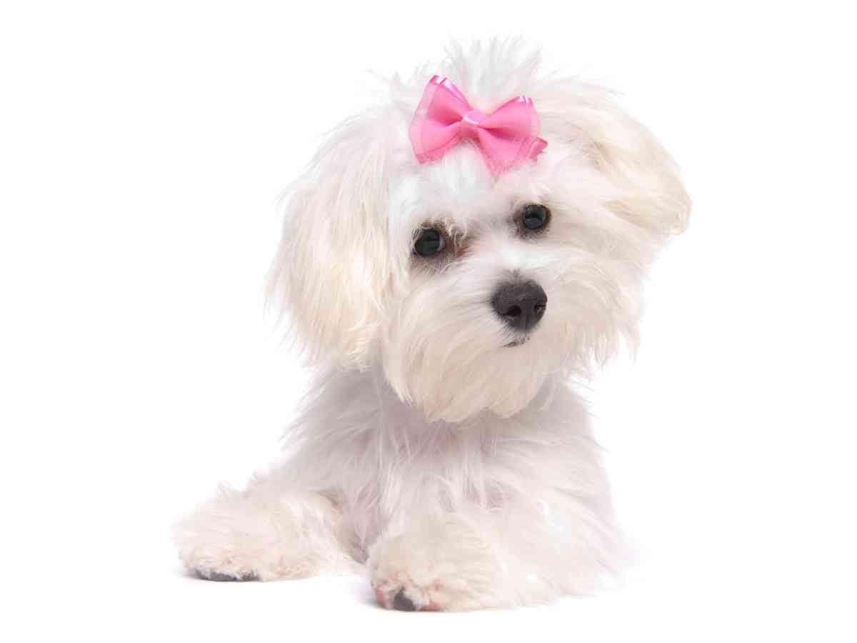 maltese puppy with pink bow