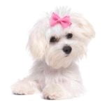 maltese puppy with pink bow
