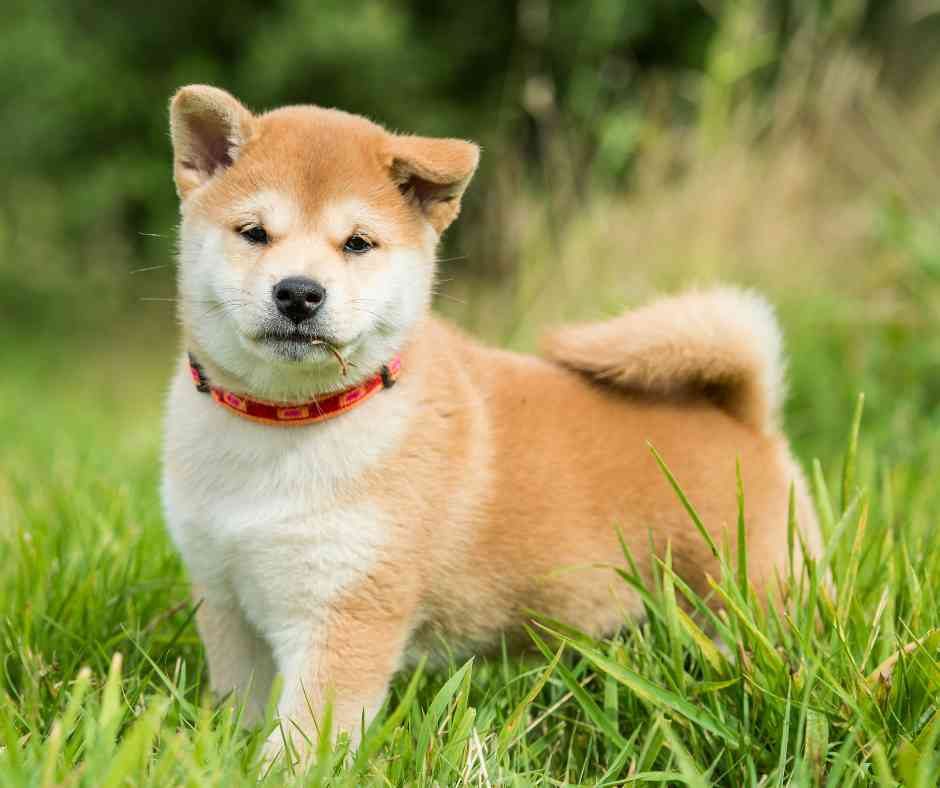 Shiba Inu Puppy Photo